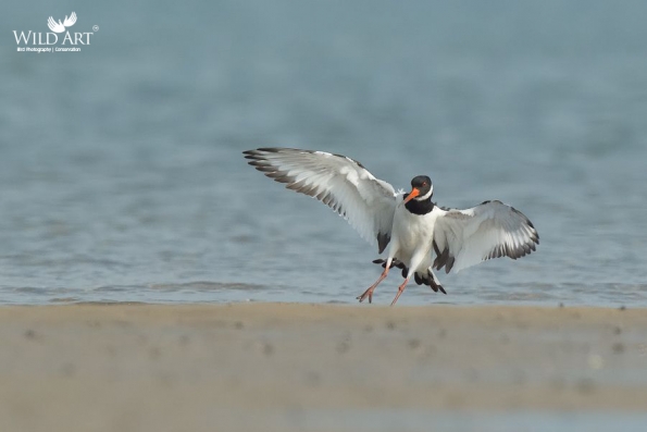 Oystercatchers (Haematopodidae)