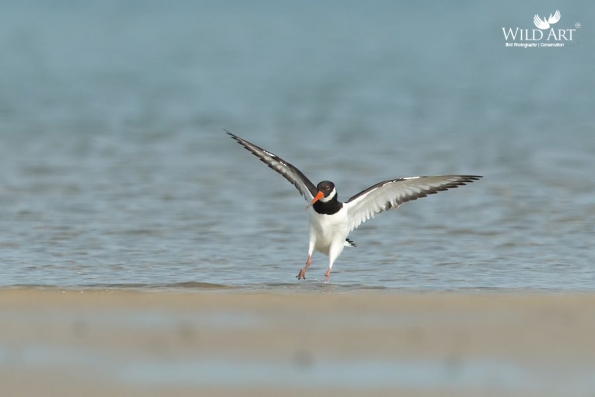 Oystercatchers (Haematopodidae)