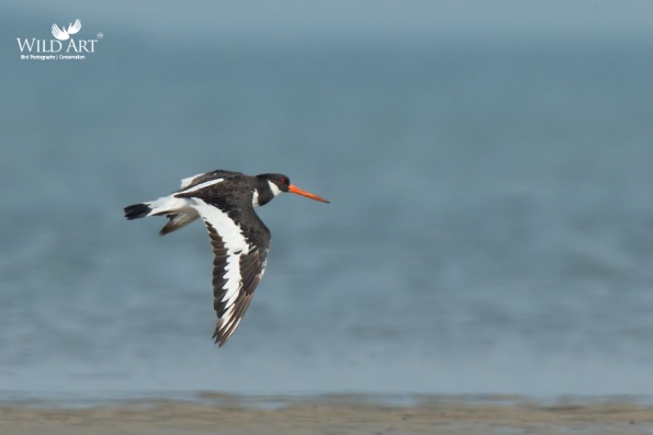 Oystercatchers (Haematopodidae)