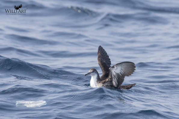 Petrels, Shearwaters (Procellariidae)