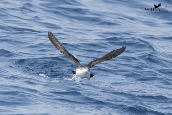 Petrels, Shearwaters (Procellariidae)
