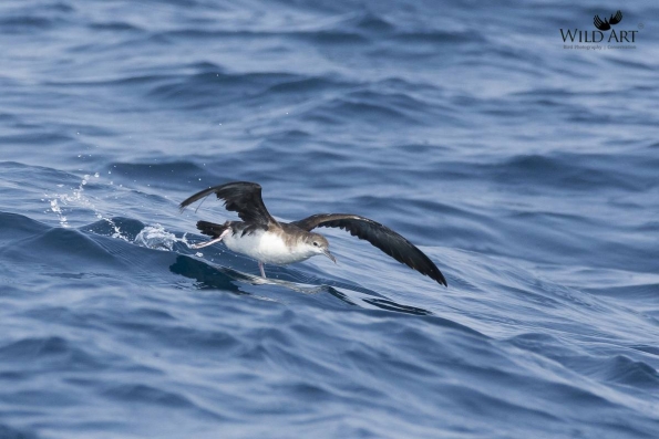 Petrels, Shearwaters (Procellariidae)