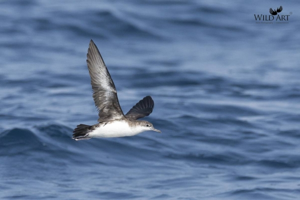Petrels, Shearwaters (Procellariidae)