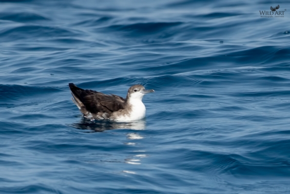 Petrels, Shearwaters (Procellariidae)