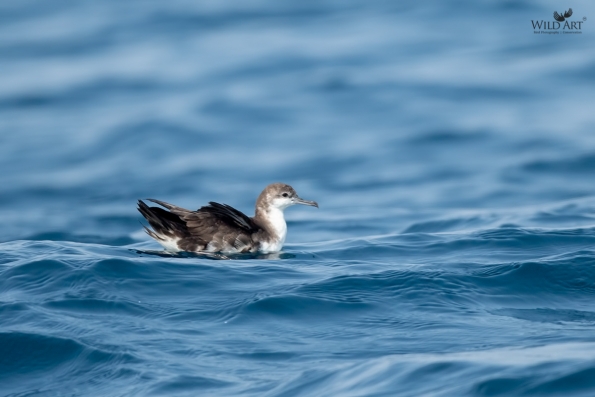 Petrels, Shearwaters (Procellariidae)