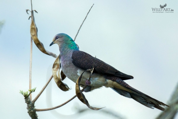 Pigeons & Doves (Columbidae)