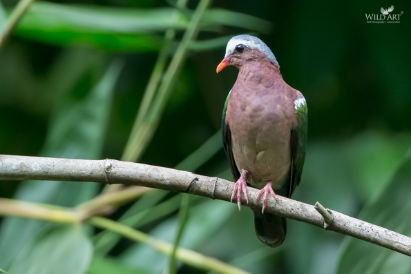 Pigeons & Doves (Columbidae)