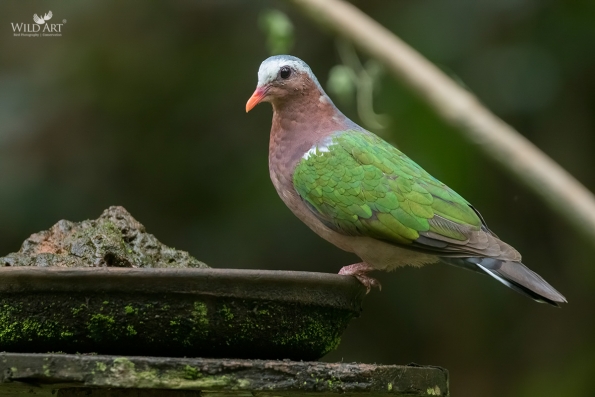 Pigeons & Doves (Columbidae)
