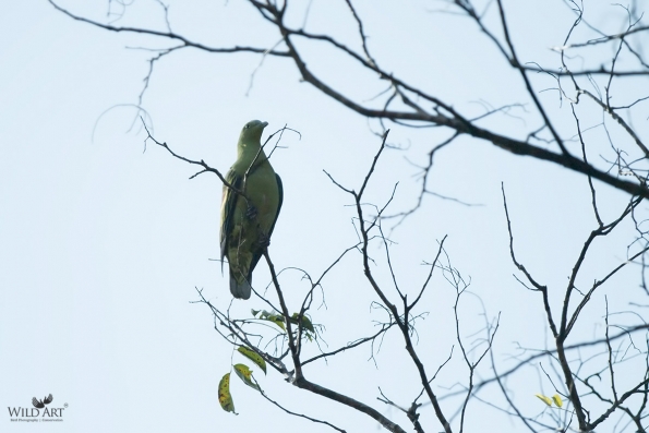 Pigeons & Doves (Columbidae)