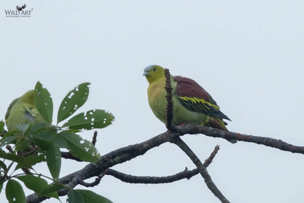 Pigeons & Doves (Columbidae)