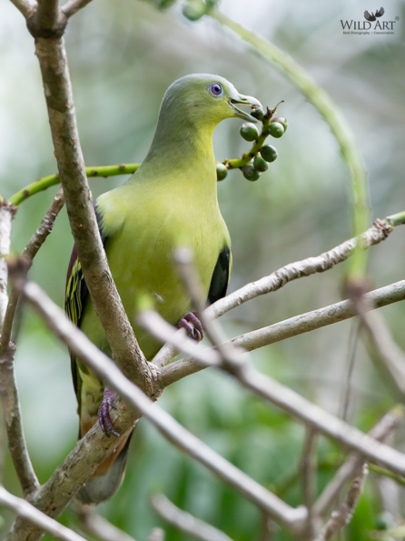 Pigeons & Doves (Columbidae)