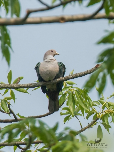 Pigeons & Doves (Columbidae)