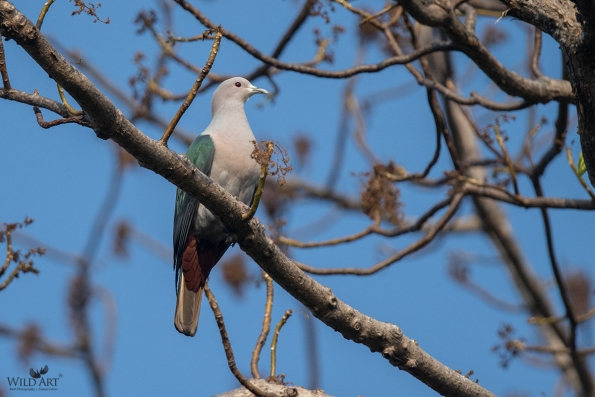 Pigeons & Doves (Columbidae)