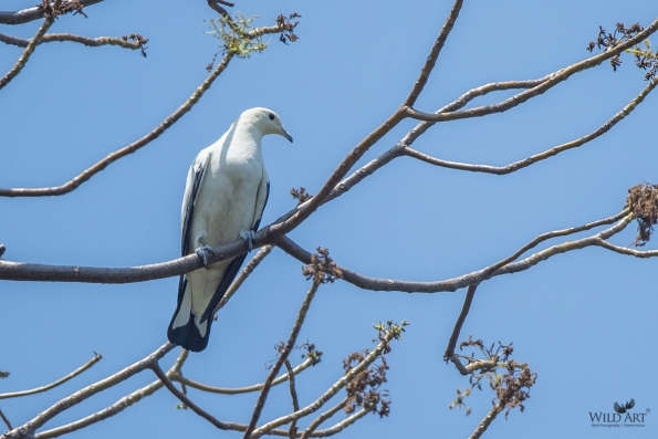 Pigeons & Doves (Columbidae)