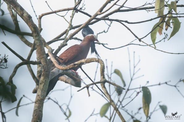 Pigeons & Doves (Columbidae)