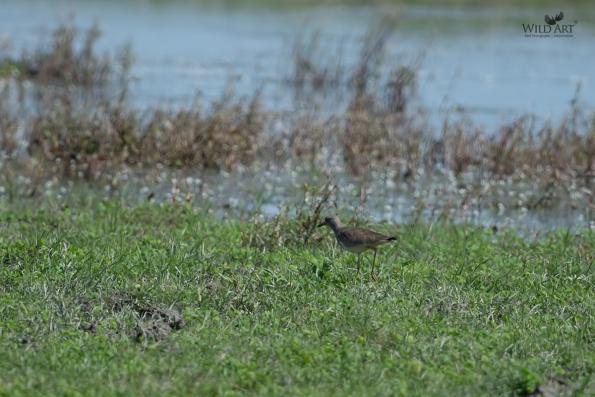 Plovers & Lapwings (Charadriidae)