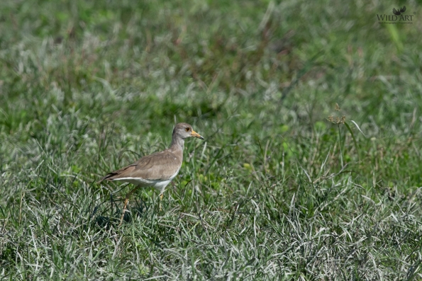 Plovers & Lapwings (Charadriidae)