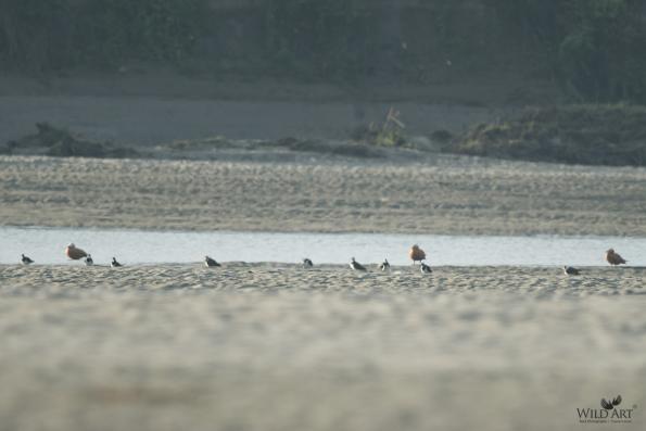 Plovers & Lapwings (Charadriidae)