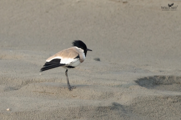 Plovers & Lapwings (Charadriidae)