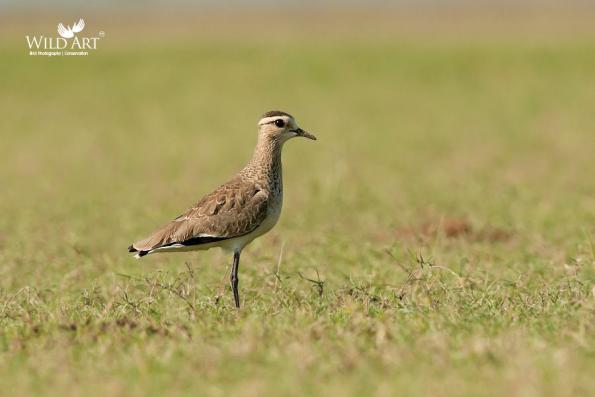 Plovers & Lapwings (Charadriidae)