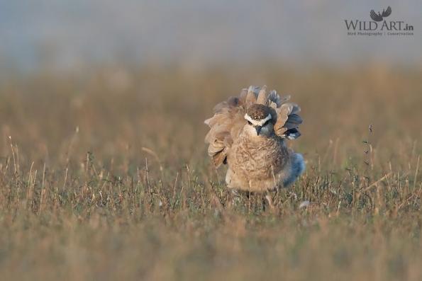 Plovers & Lapwings (Charadriidae)