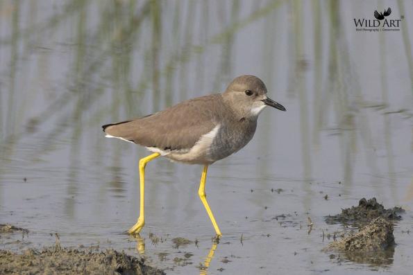 Plovers & Lapwings (Charadriidae)