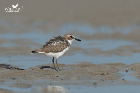 Plovers & Lapwings (Charadriidae)