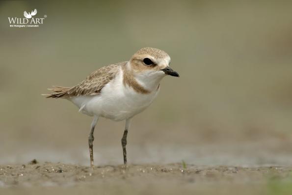 Plovers & Lapwings (Charadriidae)