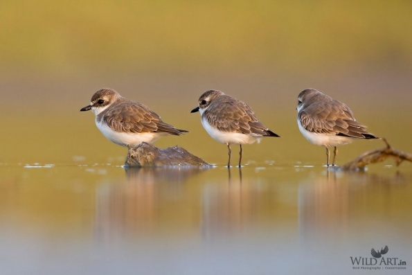 Plovers & Lapwings (Charadriidae)