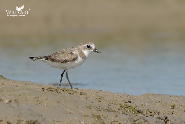 Plovers & Lapwings (Charadriidae)