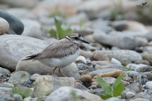 Plovers & Lapwings (Charadriidae)