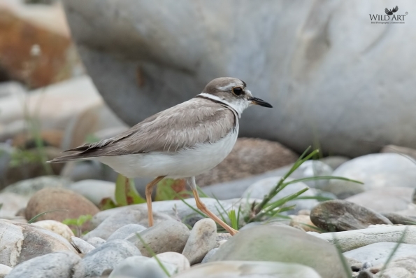Plovers & Lapwings (Charadriidae)