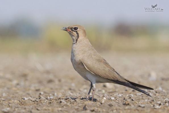 Pratincoles & Coursers (Glareolidae)