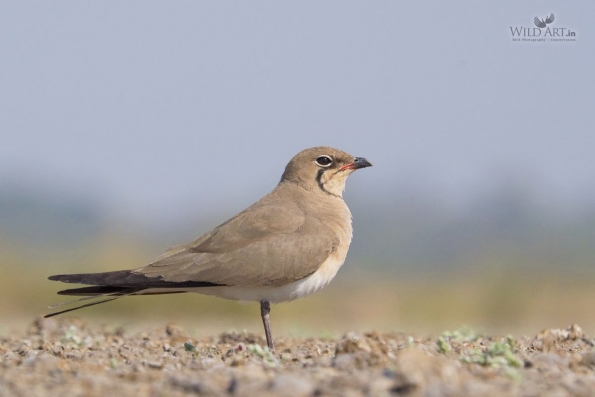 Pratincoles & Coursers (Glareolidae)