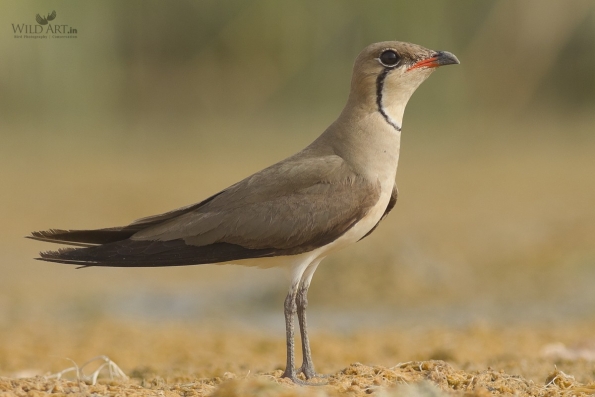 Pratincoles & Coursers (Glareolidae)