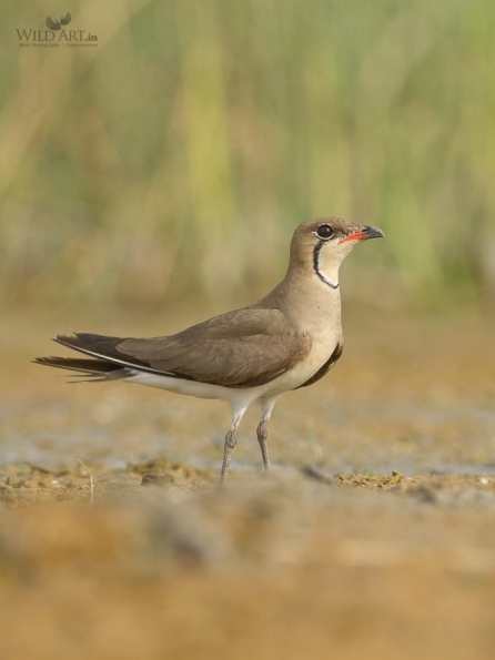 Pratincoles & Coursers (Glareolidae)