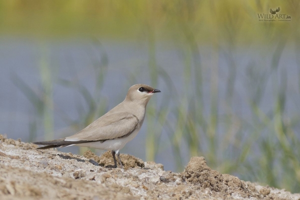 Pratincoles & Coursers (Glareolidae)