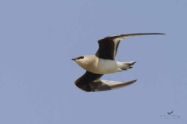 Pratincoles & Coursers (Glareolidae)