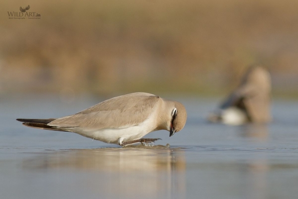 Pratincoles & Coursers (Glareolidae)