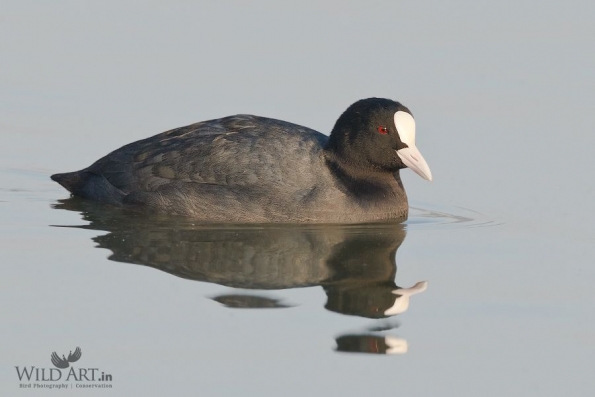 Rails, Crakes & Coots (Rallidae)