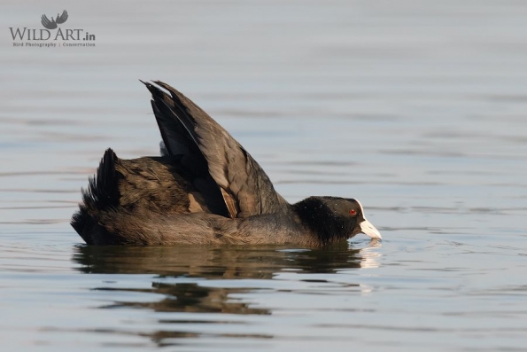 Rails, Crakes & Coots (Rallidae)