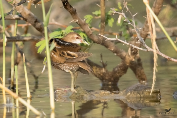 Rails, Crakes & Coots (Rallidae)