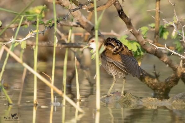 Rails, Crakes & Coots (Rallidae)