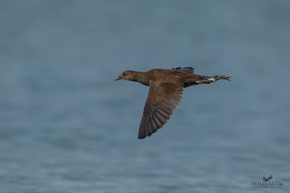 Rails, Crakes & Coots (Rallidae)