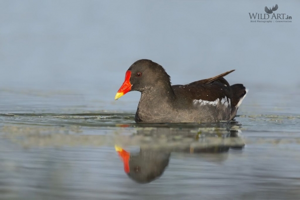 Rails, Crakes & Coots (Rallidae)