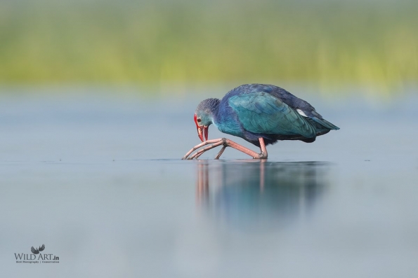 Rails, Crakes & Coots (Rallidae)