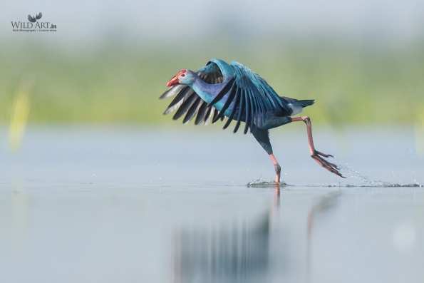 Rails, Crakes & Coots (Rallidae)