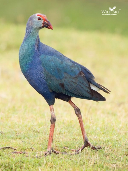 Rails, Crakes & Coots (Rallidae)