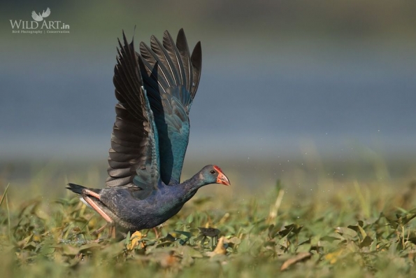 Rails, Crakes & Coots (Rallidae)