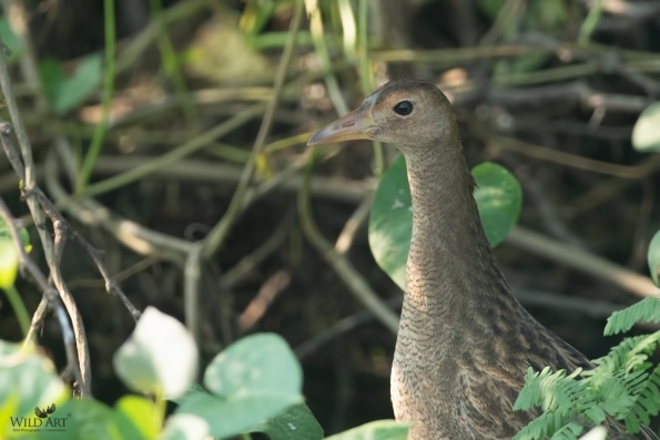 Rails, Crakes & Coots (Rallidae)